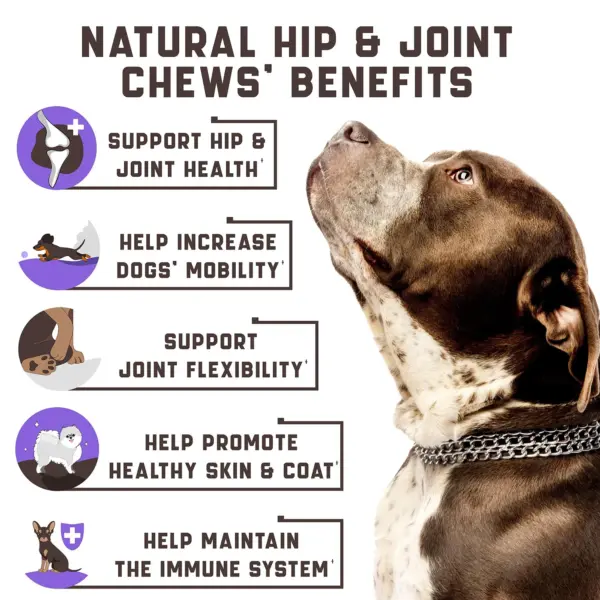 Glucosamine for Dogs Functional Dog Joint Supplement with Chondroitin Msm Hemp Oil Supports Better Mobility Hip and Joint Health 180 Duck Flavored Dog Glucosamine Chews For All Breeds - Image 2