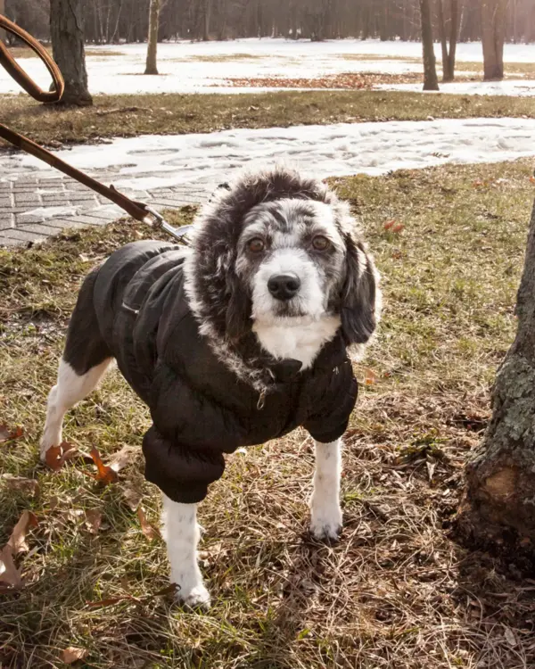 Metallic Fashion Pet Parka Coat - Image 8