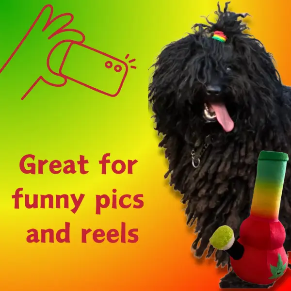 My Name is Bo da Bong, Funny Squeaky Weed Dog Toy, Cute Stuffed Parody Rasta Pot Bong, Cool Plush 420 Novelty Gift for Puppies & Small, Medium & Large Breeds, for Fetch & a Photo Prop - Image 3