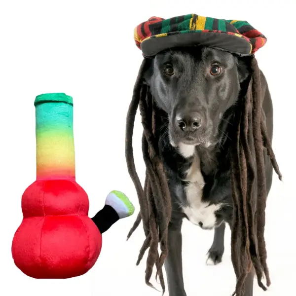 My Name is Bo da Bong, Funny Squeaky Weed Dog Toy, Cute Stuffed Parody Rasta Pot Bong, Cool Plush 420 Novelty Gift for Puppies & Small, Medium & Large Breeds, for Fetch & a Photo Prop - Image 8