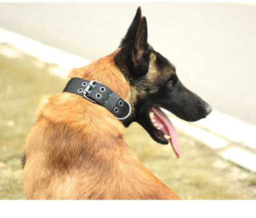 Super strong large dog collar with D-Ring & Buckle Collars Medium sized dog Golden haired horse dog Fierce dog collar - Image 4
